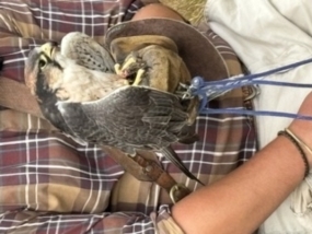 Customer Photo of Herstmonceux Castle Falconry Days